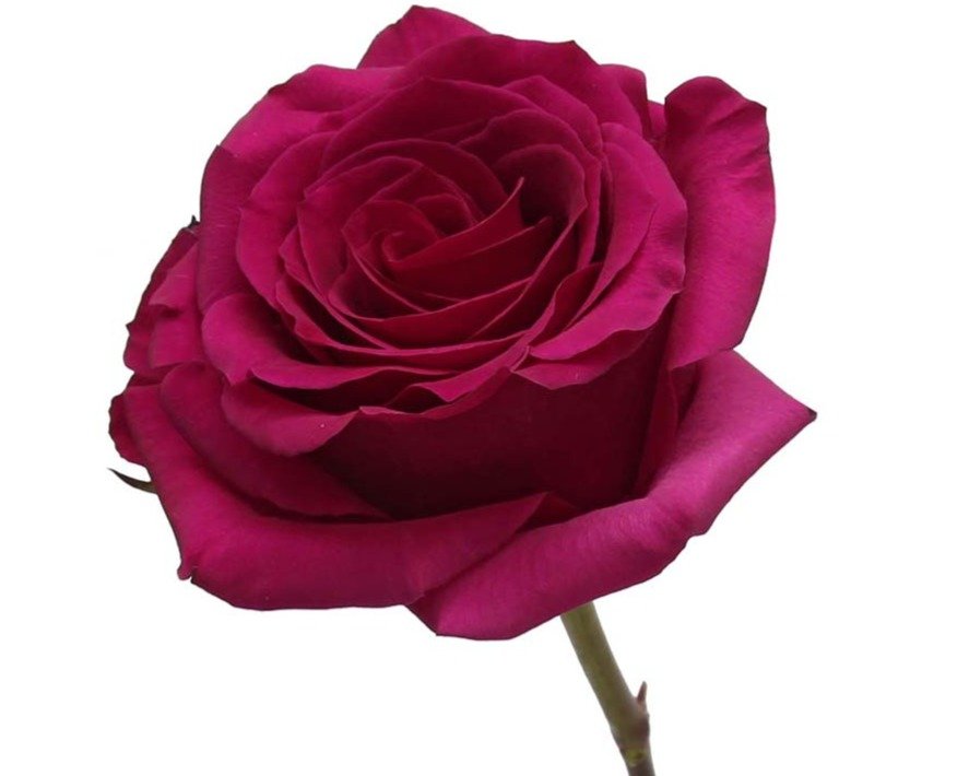 Rose Queen Berry